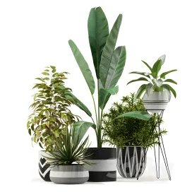 Plants collection